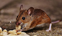 24 Hour & Emergency Exterminators in Blandinsville, IL